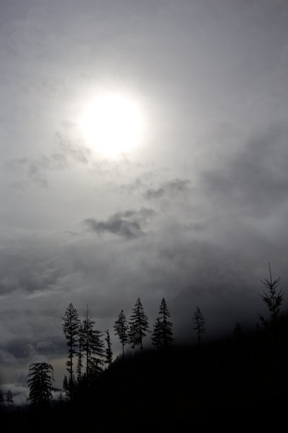 树的轮廓图片下载