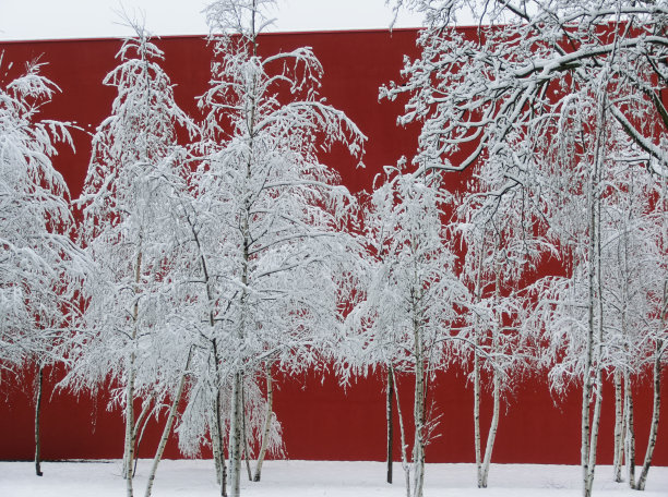 红墙前的雪白桦树（学名：Betula）图片下载