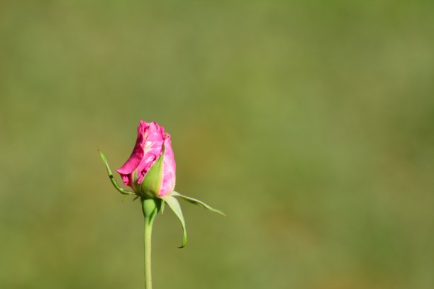 美丽的粉红玫瑰花蕾图片下载