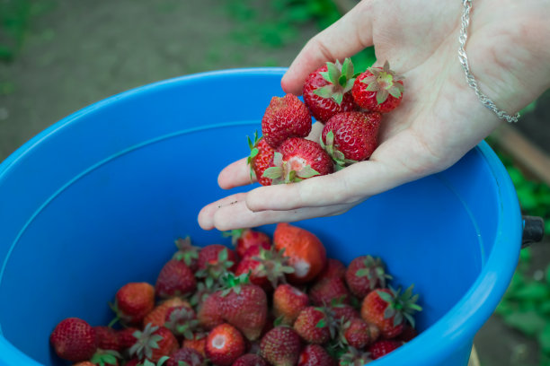 新鲜的草莓图片下载