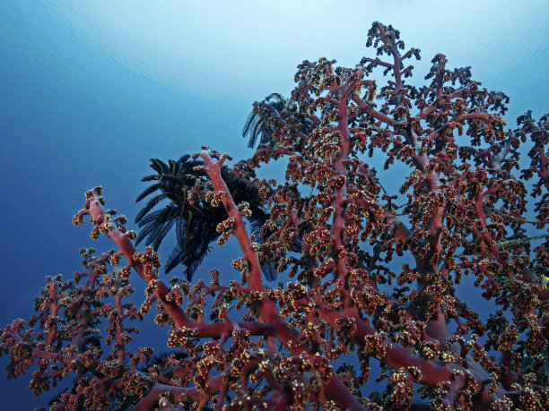 从下面看柳珊瑚图片下载