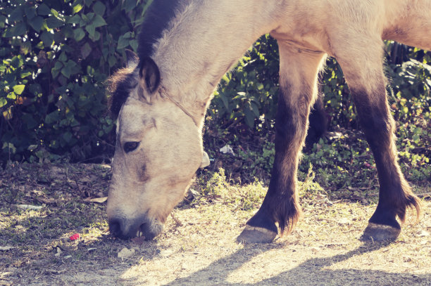 马自然。一匹马的肖像，白马图片下载