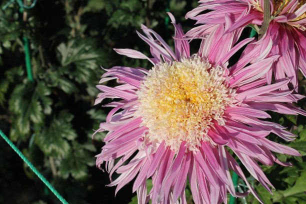 粉红色的菊花图片下载