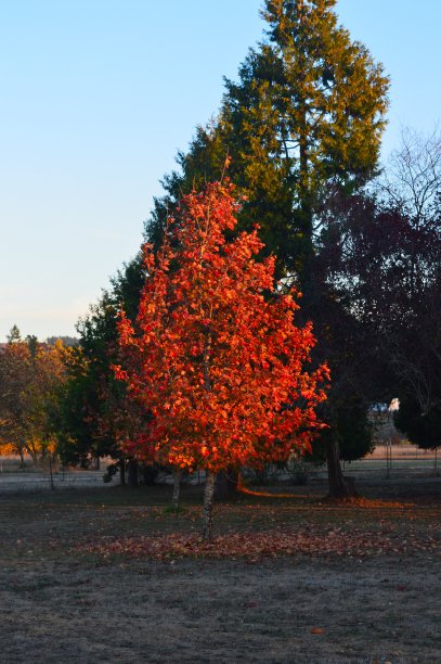 发光的树图片下载