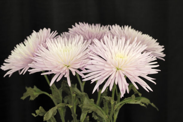 紫白菊黑花图片下载