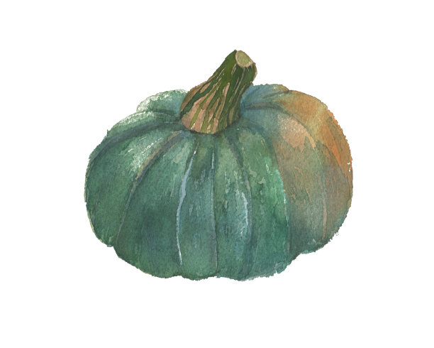 新鲜设计的水彩南瓜蔬菜插图图片下载