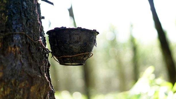 橡胶树和乳胶橡胶图片下载