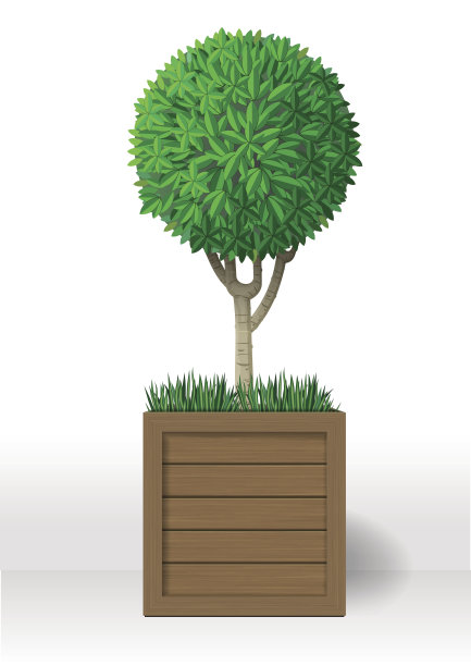 装饰常绿植物图片下载