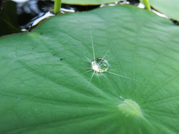 荷叶上的水滴图片下载