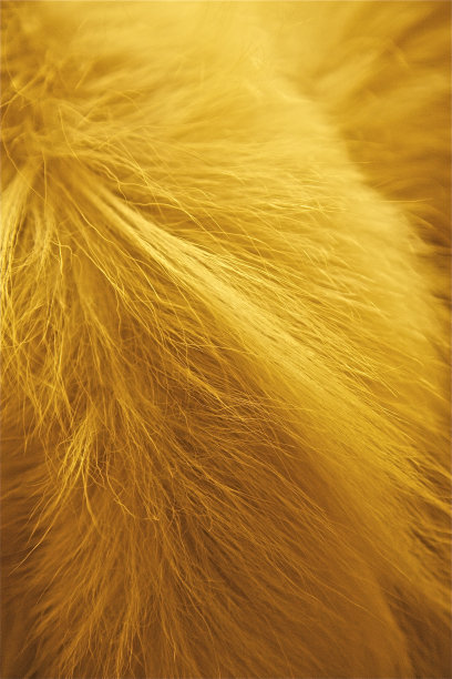 黄毛动物毛皮肤背景图案棉柔软图片下载