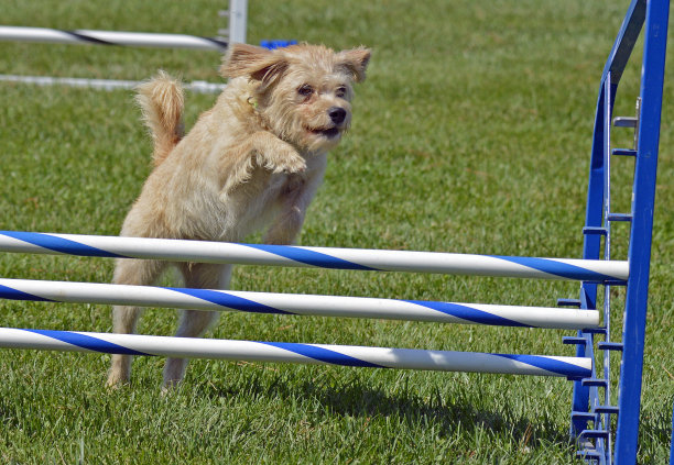 梗狗跳过一个敏捷的篱笆图片下载