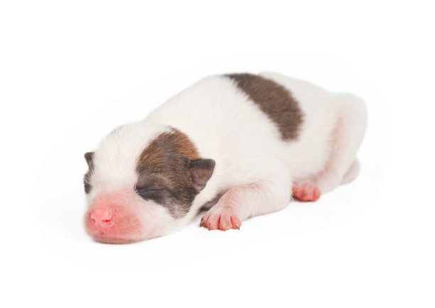 小狗狗图片下载