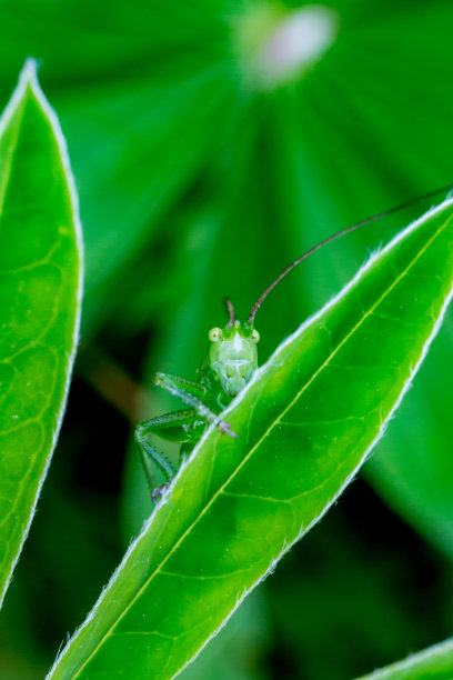 绿叶上的蚱蜢图片下载