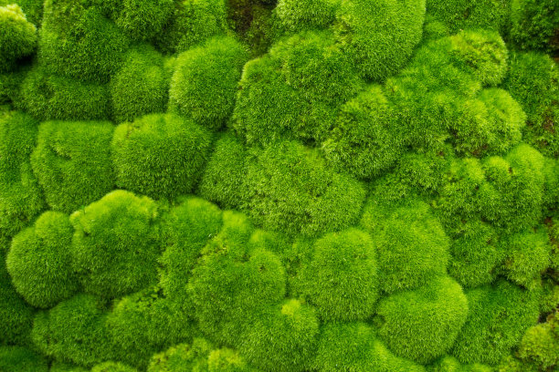 绿色的草坪图片下载