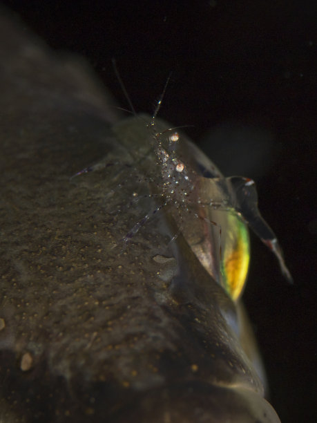 精梳鱼眼清洁虾图片下载