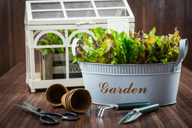 种植-园艺工具和新鲜沙拉图片下载