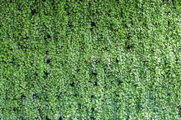 在墙壁背景上的藤枝图片下载