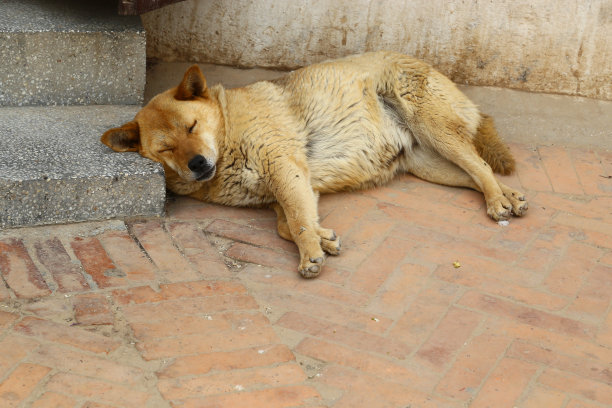 大街上的狗图片下载