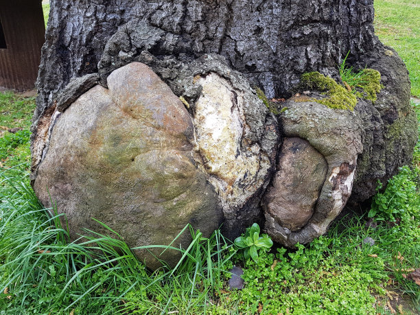 森林;大树;无用的人图片下载