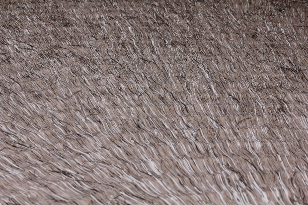 茅草的背景图片下载