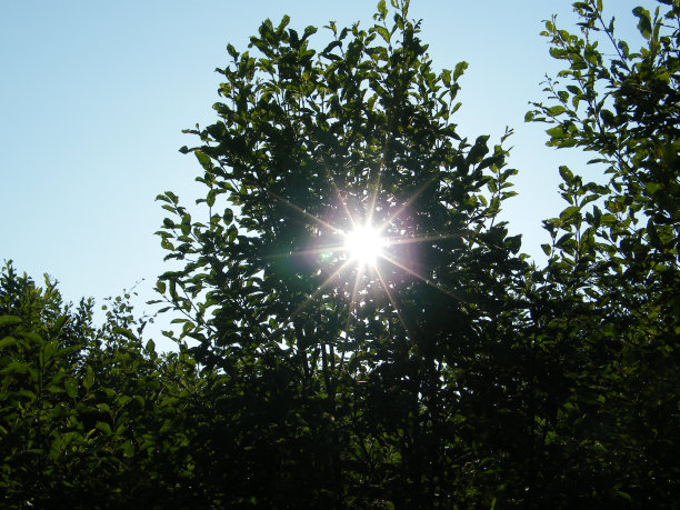 夏日的阳光和绿叶图片下载