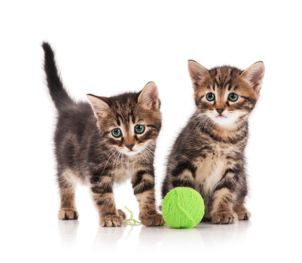 可爱的小猫图片下载