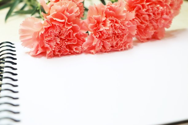 白色背景上的粉红色康乃馨图片下载