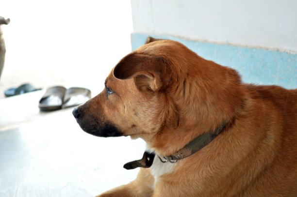 棕色的狗图片下载