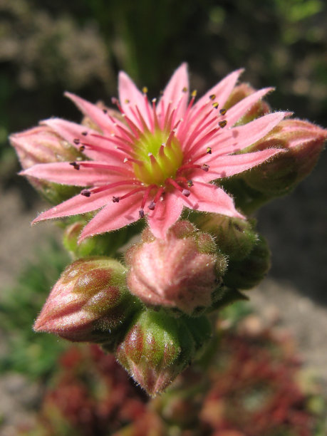一种山花，名叫“永远”，图片下载