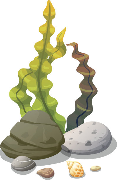 水下的植物和物体图片下载