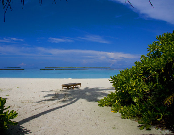 棕榈树图片下载