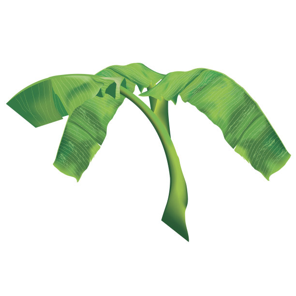 蕉叶纹理绿图片下载