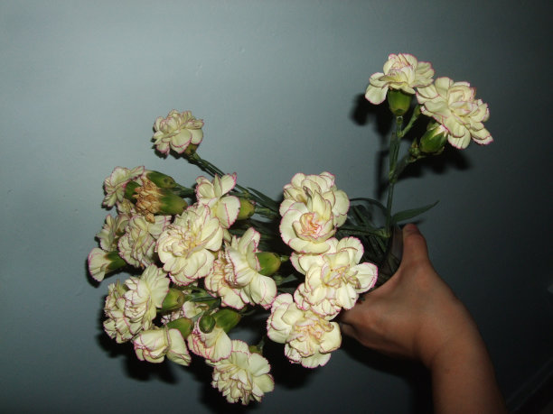 白色的花朵图片下载