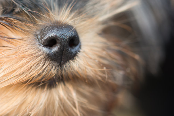 约克郡犬的狗鼻子图片下载