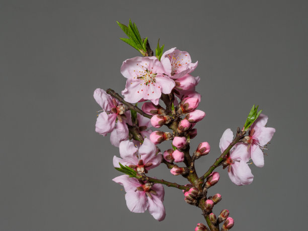 春花系列中，宏亮的桃花孤立在灰色的背景上，聚焦在红色的雄蕊上。图片下载