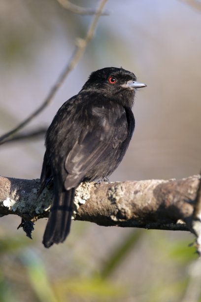 树枝上的鸟图片下载