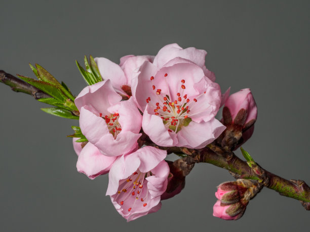 春花系列中，宏亮的桃花孤立在灰色的背景上，聚焦在红色的雄蕊上。图片下载