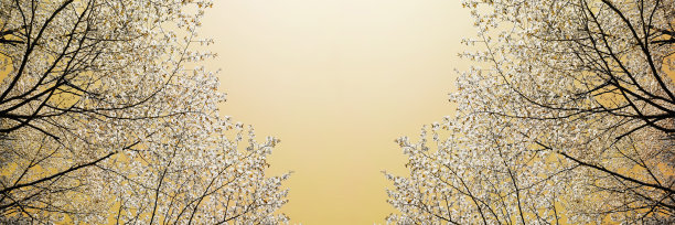 C ? ?树开花图片下载