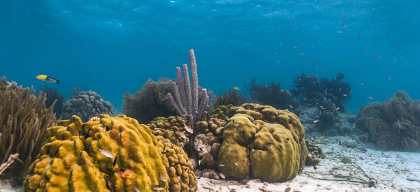 阿普利西纳射箭，炉管海绵图片下载