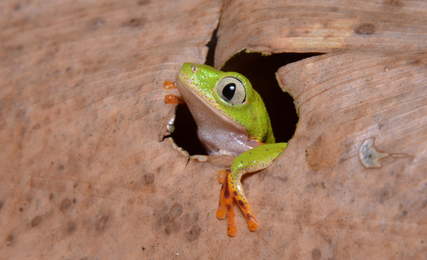 巴西treefrog图片下载