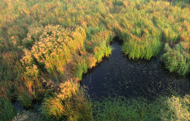 黑色沼泽景观与草图片下载