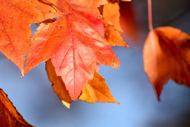 秋天的落叶图片下载