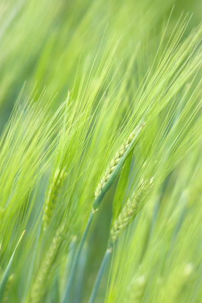 绿色小麦小穗图片下载