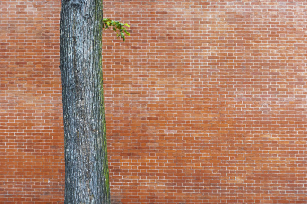 砖墙背景上的一棵树图片下载
