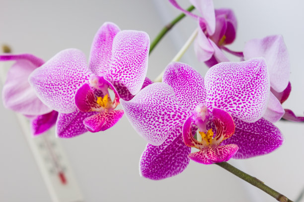 鲜花兰花图片下载