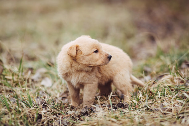 小狗在户外等待主人图片下载