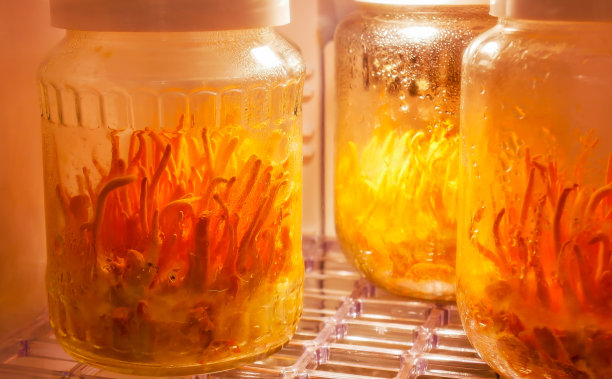 蛹虫草，冬虫夏草，蘑菇素材图片