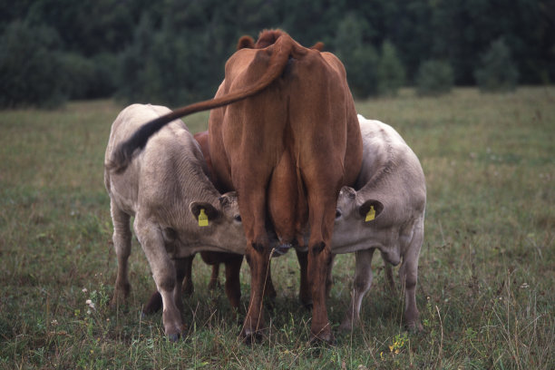 摇钱树图片下载