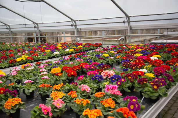 苗圃里混合的樱草花图片下载