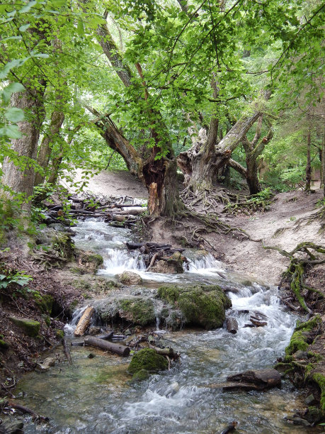 森林中的小溪图片下载